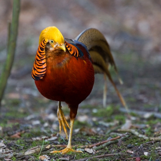 Golden Pheasant BTO British Trust For Ornithology   00134 Golden Pheasant Chris Knights 